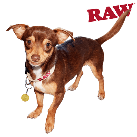 RAW-DOG-COLLAR-WEB_800x_ce549c18-e65b-4aef-95ed-e3813607e69d.png RAW Dog Collar - Image 1